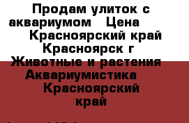 Продам улиток с аквариумом › Цена ­ 1 200 - Красноярский край, Красноярск г. Животные и растения » Аквариумистика   . Красноярский край